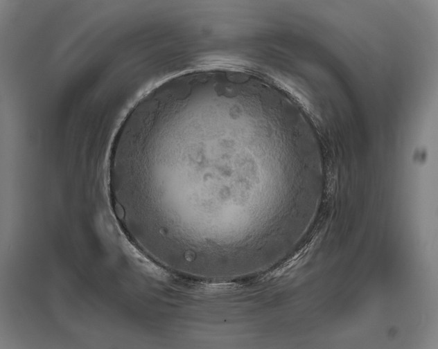 X0000096181471200801181301