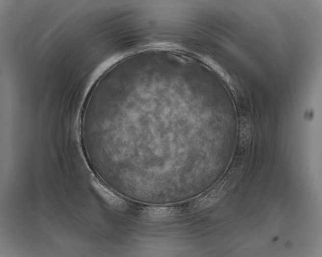 X0000096181474200801181301