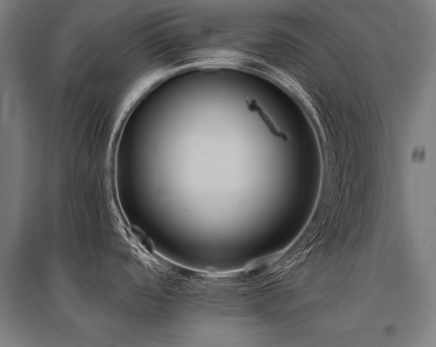X0000096181488200801181301