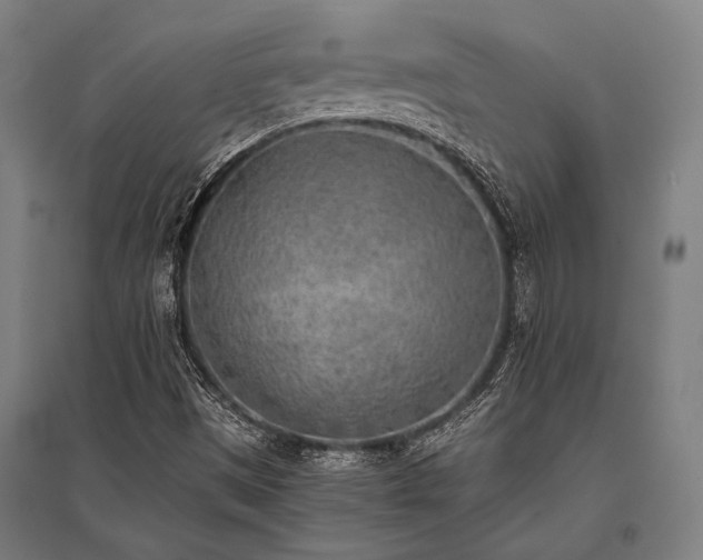 X0000096181497200801181301