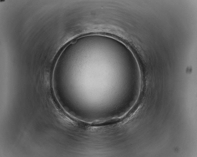 X0000096181505200801181301