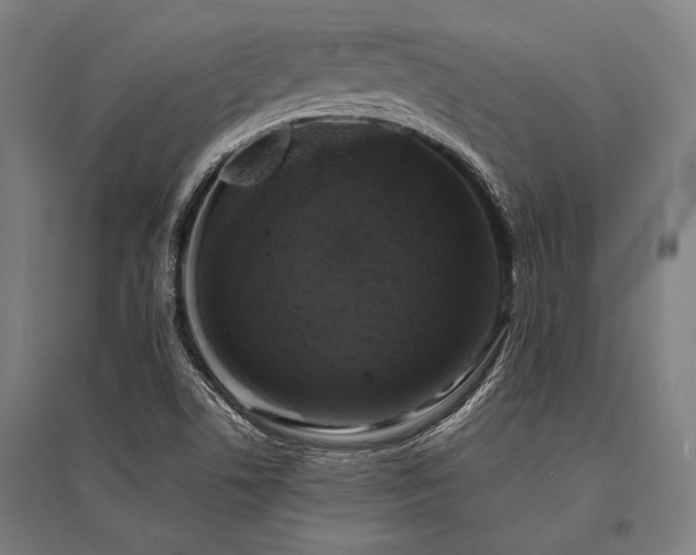 X0000096181506200801181301