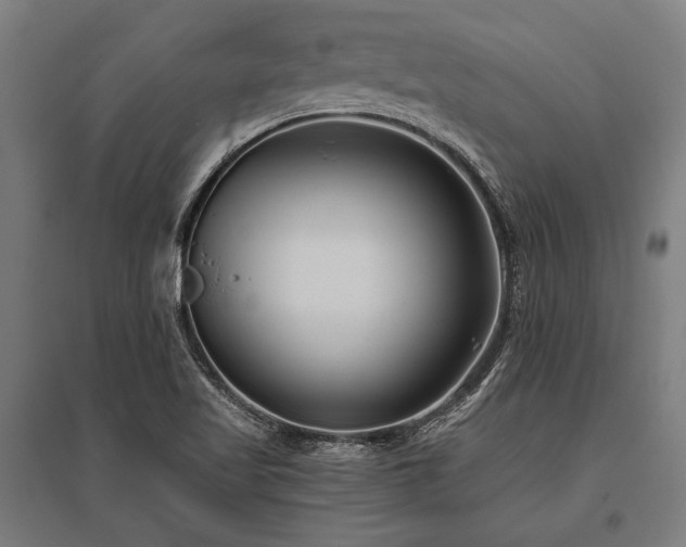 X0000096181509200801181301