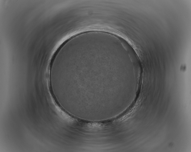 X0000096181515200801181301