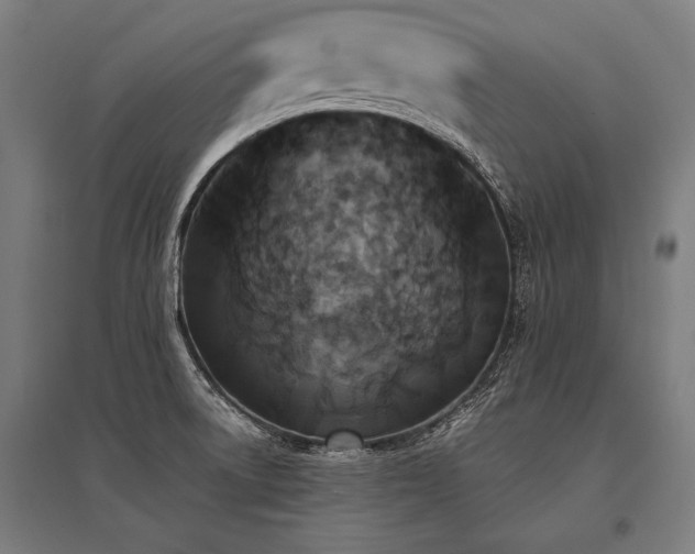 X0000096181522200801181301