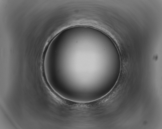 X0000096181525200801181301
