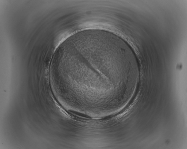 X0000096181529200801181301