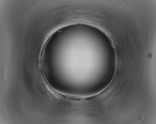 X0000096181535200801181301