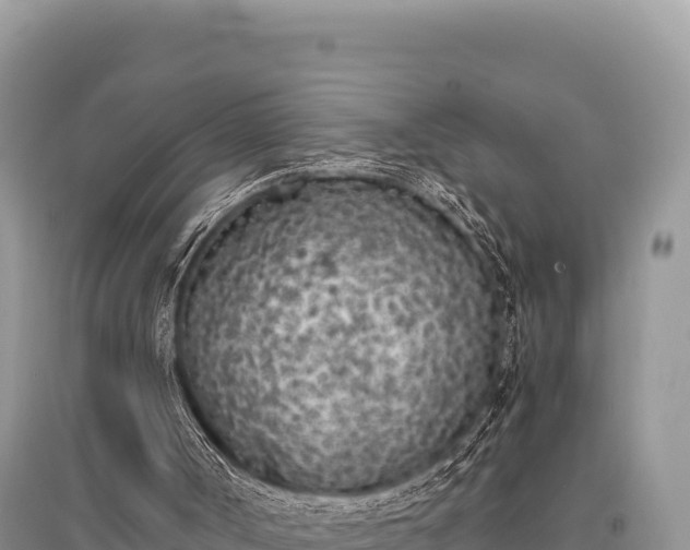 X0000096180002200801251227