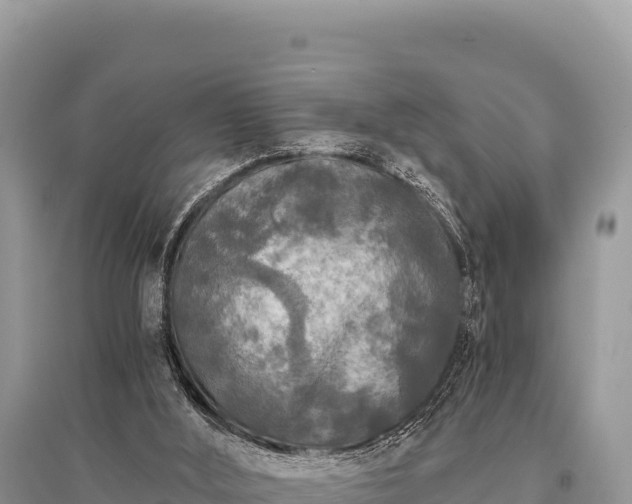 X0000096180012200801251227