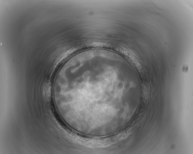 X0000096180016200801251227