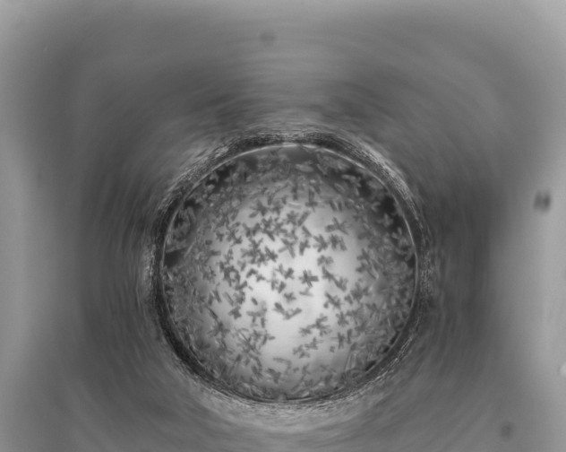 X0000096180018200801251227