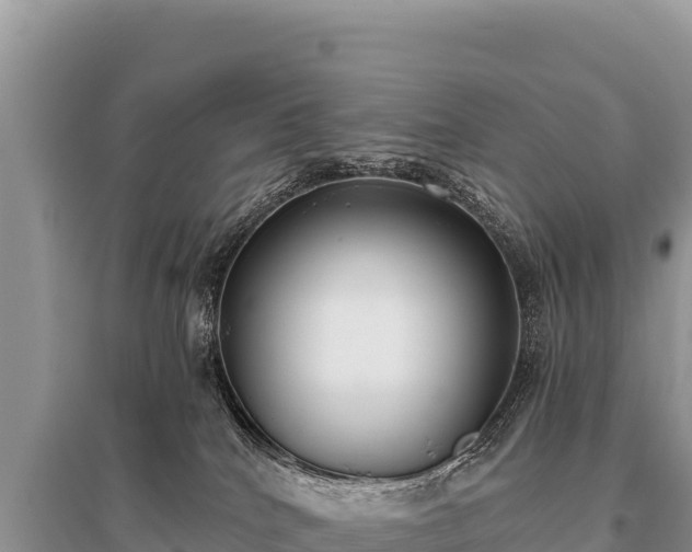 X0000096180040200801251226