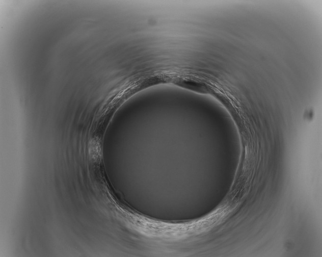 X0000096180048200801251226