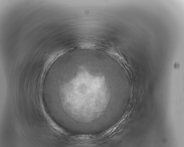 X0000096180049200801251226