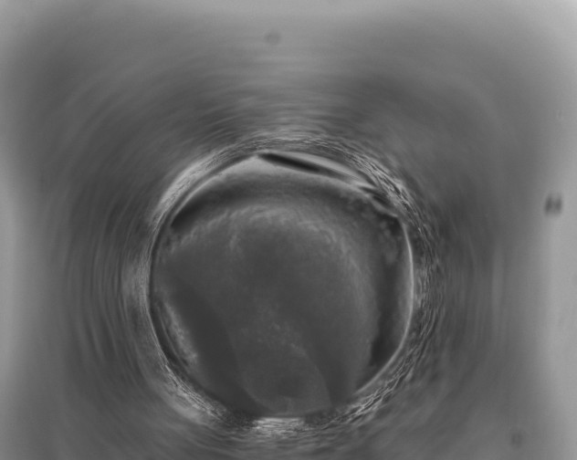 X0000096180051200801251226