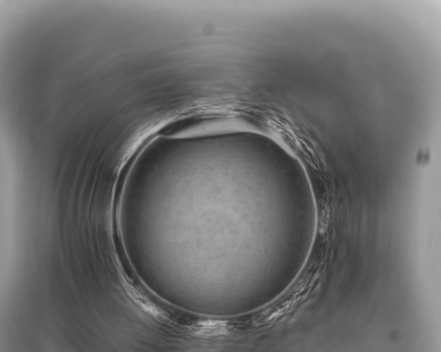 X0000096180052200801251226
