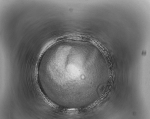 X0000096180053200801251226