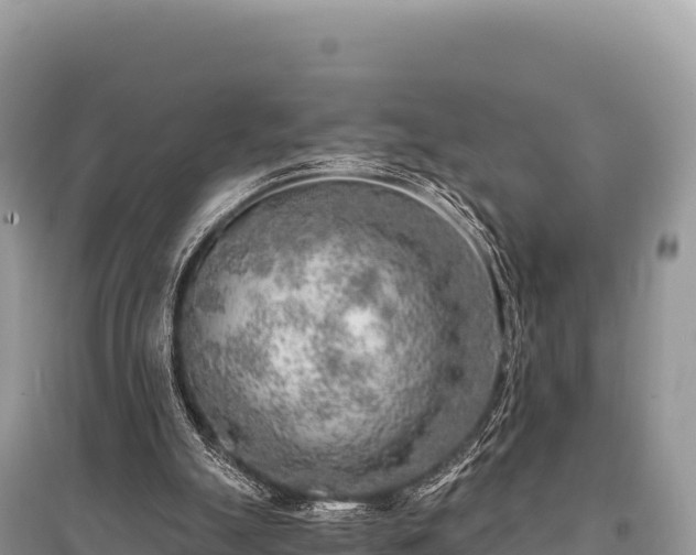 X0000096180055200801251226