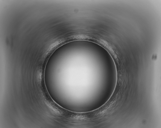 X0000096180063200801251226