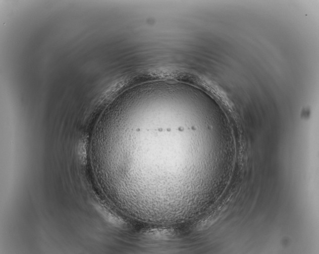 X0000096180065200801251226