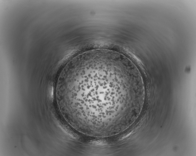X0000096180067200801251226