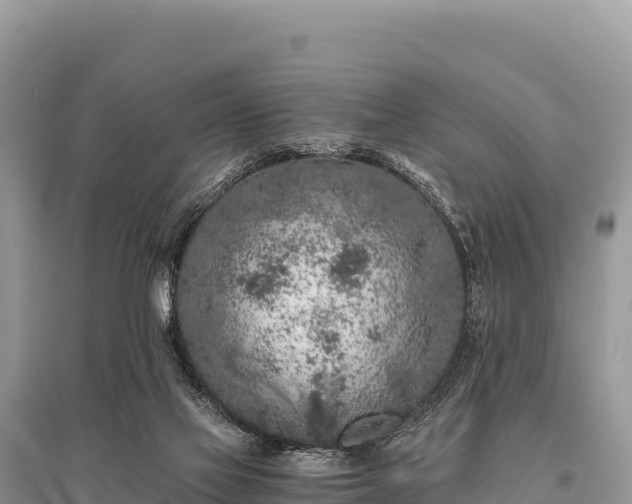 X0000096180069200801251226