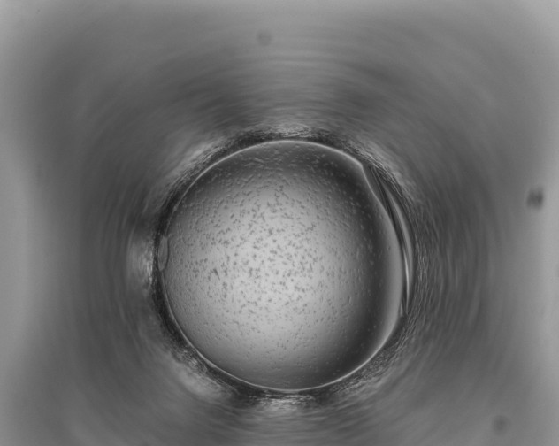 X0000096180072200801251226
