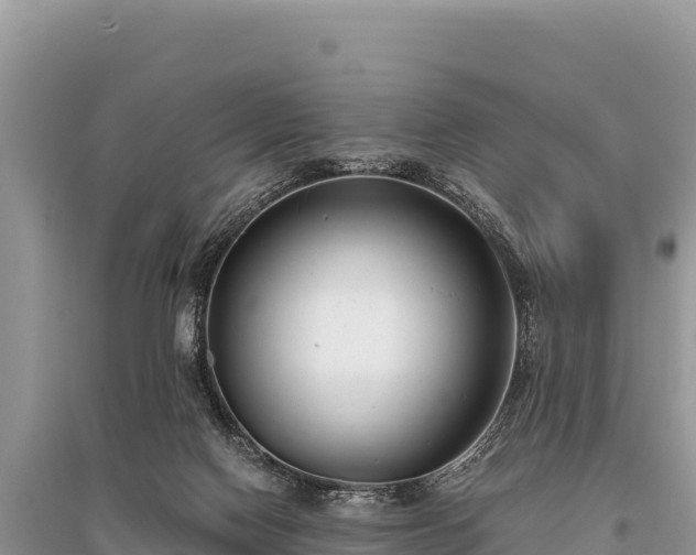 X0000096180074200801251226