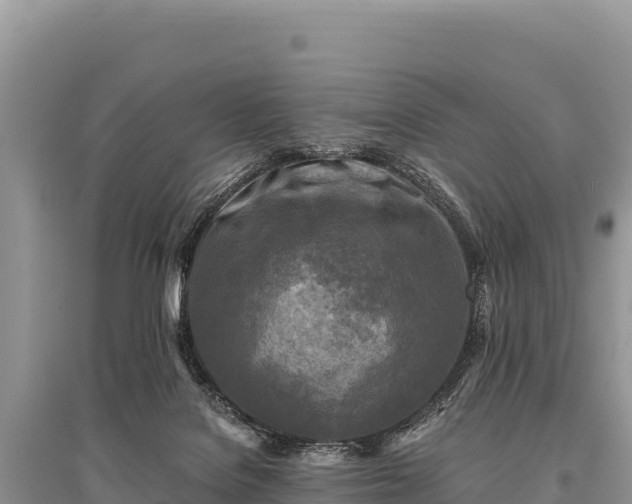 X0000096180076200801251226