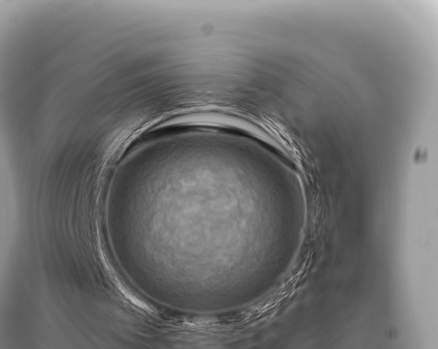 X0000096180097200801251226