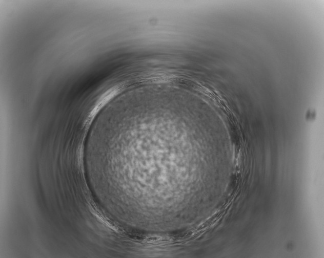 X0000096180099200801251226