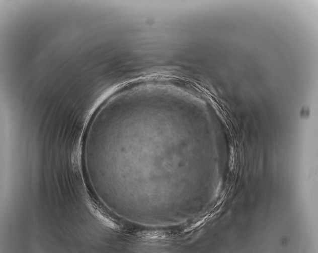 X0000096180100200801251226