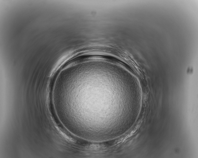 X0000096180101200801251226