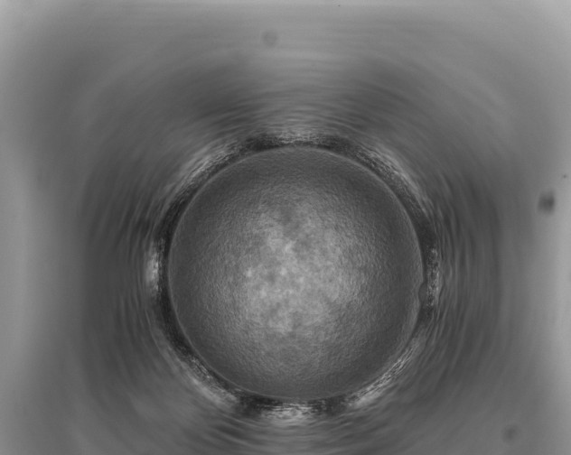 X0000096180124200801251225