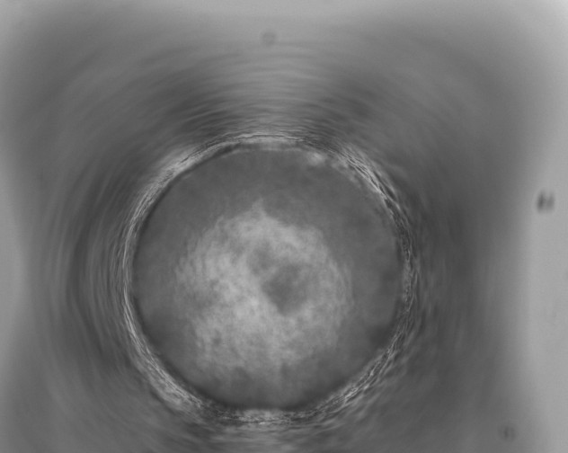 X0000096180145200801251224