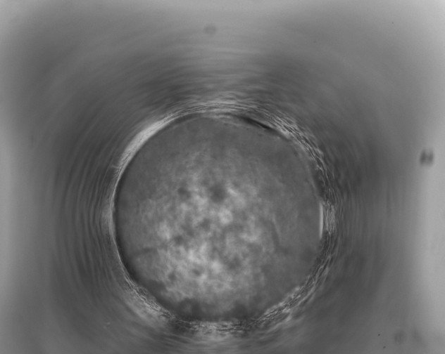X0000096180147200801251224