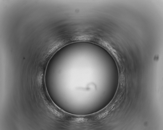 X0000096180153200801251224