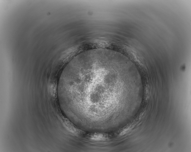 X0000096180177200801251225