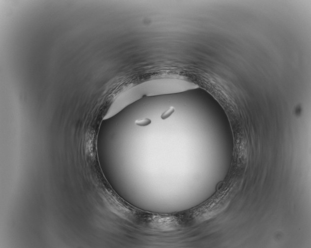 X0000096180185200801251225