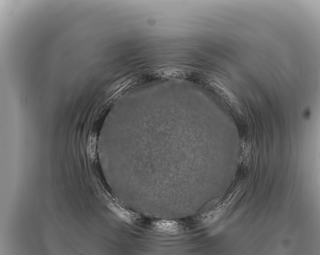 X0000096180189200801251225