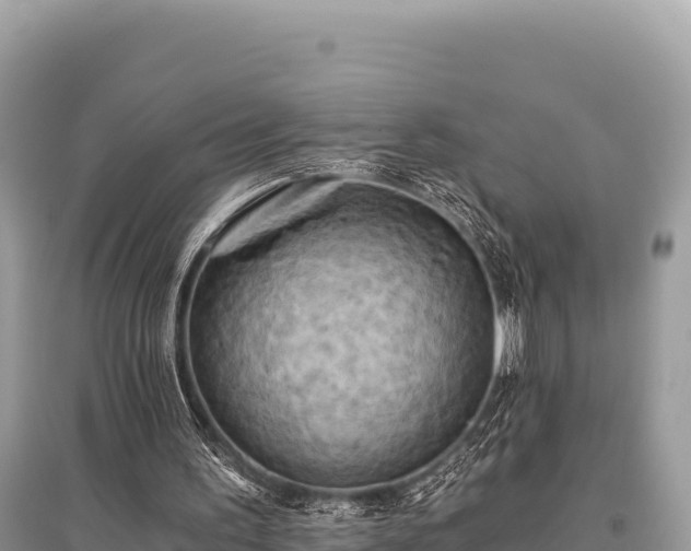 X0000096180195200801251224