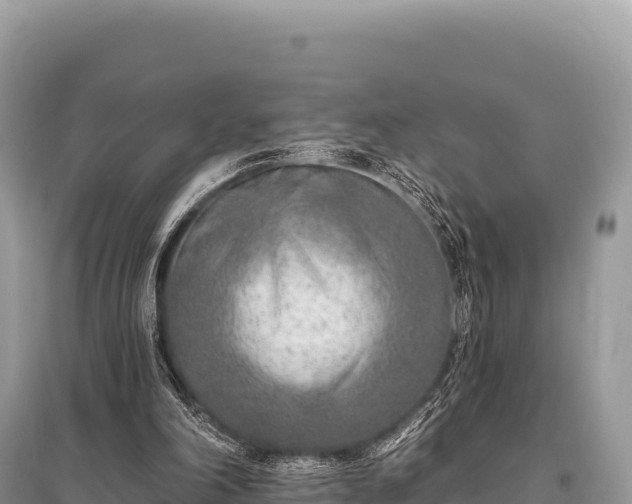 X0000096180198200801251224
