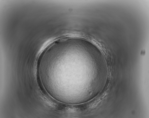 X0000096180199200801251224