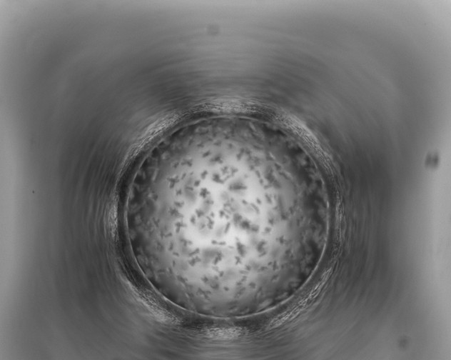 X0000096180202200801251224