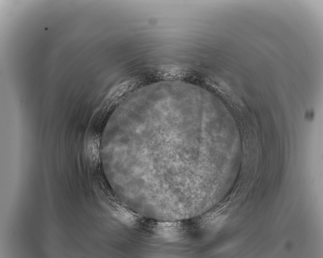 X0000096180240200801251223