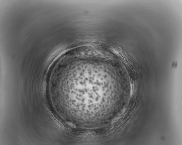X0000096180243200801251223