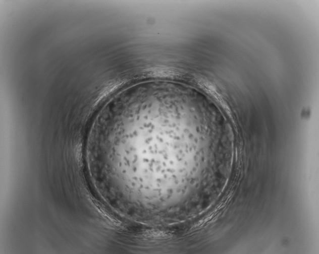 X0000096180249200801251223