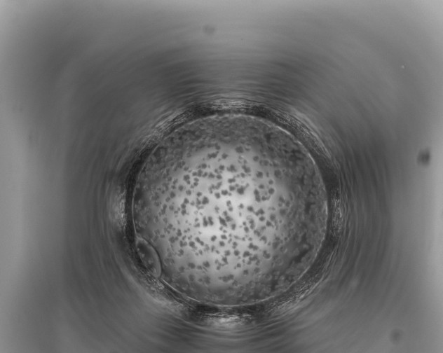 X0000096180267200801251223
