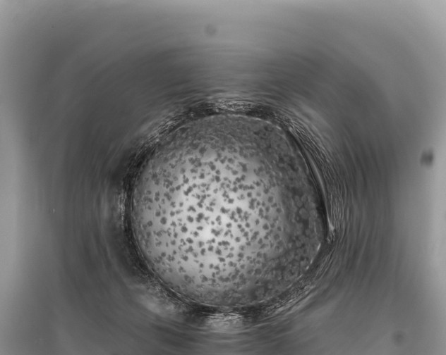 X0000096180271200801251223